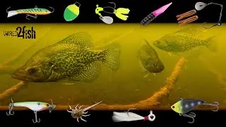 6 Proven Panfish Setups You Need to Use | UNDERWATER Footage