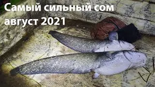 Охота на сома в августе 2021 год. Лето жара горячая вода. Подводная охота ночью на сома.