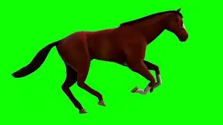 Running horse Copyright Green Screen | Xtha's Overlay |