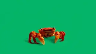 Crab walking green screen video download | Green screen real crab video