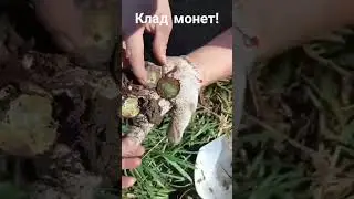 Клад монет аж руки трусятся! Коп монет с металлоискатель.