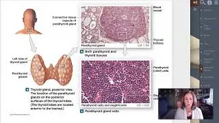 Week 4 Lecture 4 Parafollicular cells and Parathyroid gland