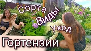 Обворожительная красота гортензии 🔥 Виды, сорта, растущие в моем саду.