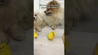 Кто?🐤🐣🐥🤣 