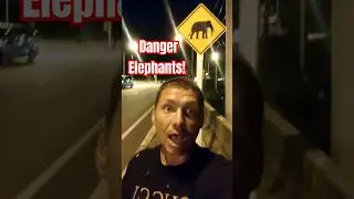 Danger Elephants!!!