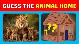 Guess The Animals Home | Where Do Animals Live? | Animal Habitats Quiz #quiz #animalquiz