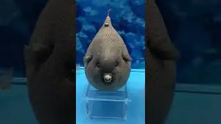 متحف الإمام الرضا ع في العتبة الرضوية المقدسة (الجزء الأول)