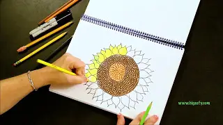 How to Draw a Sunflower