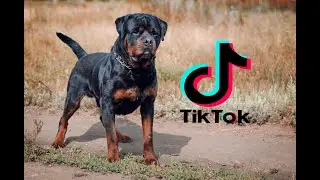 2021 ROTWEİLER TİK TOK VİDEOLARI #1 EN İYİ KÖPEK HANGİSİ ?