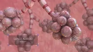 Lungs Alveoli Medical Animation