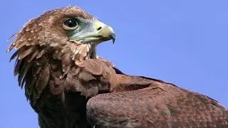 Bateleur Eagle Slow Motion Flying Display and Close Up - Birds of Prey