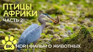 Невероятные птицы Африки | Часть 2 - Водоплавающие пернатые - Документальный фильм о животных 8K HDR