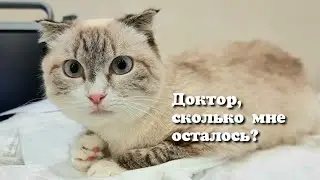 Кошка из приюта заболела раком 😢 спасём девочку?