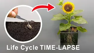 Life Cycle Of Sunflower Time Lapse 75 Days - Seed to Seeds