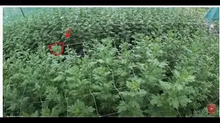 ОСНОВНЫЕ БОЛЕЗНИ И ВРЕДИТЕЛИ ХРИЗАНТЕМЫ И КАК С НИМИ БОРОТЬСЯ.