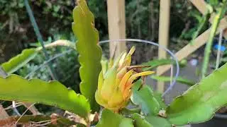 Dragon Fruit Flower Bud - Update 7: 20 days Fruit Set