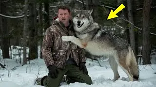 The wolf came out of the forest and approached the man, then something amazing happened!