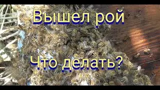 Пчелосемья отпустила рой что делать.