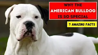 Why the American Bulldog Is So Special: 7 Amazing Facts About This Powerful Breed!