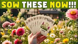 Sow these seeds now (JUNE/JULY) if you want these flowers in your garden next year. #gardeningtips