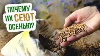 НЕ СЛУШАЙТЕ НИКОГО  - смело сейте эти сидераты осенью! Какие сидераты сеять осенью?