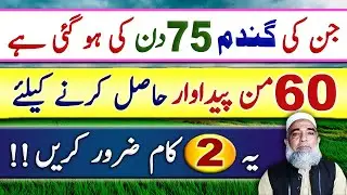 Instructions for Wheat crop of 2.5 months to get maximum yield || Crop Reformer