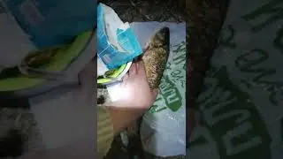 Закладка в уху