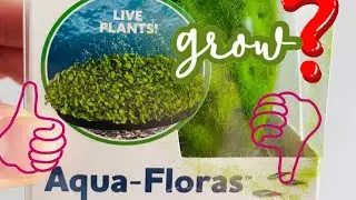 Penn Plax Aqua-Floras 30 day review.  Is it worth it?  Will it even grow!?