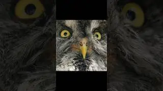 Great Grey Owl Sounds | Great Grey Owl 🦉