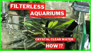 Get your Aquarium water Crystal Clear | 3 Gallon Nano | Bumblebee Goby