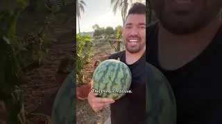 The color of this watermelon surprised me...