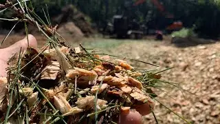 Done clearing the house site - WHATS NEXT?!? Erosion Control with WOOD CHIPS!