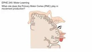 Primary Motor Cortex