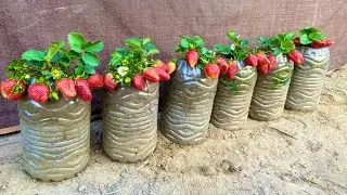 No need for a garden, Growing Strawberries at home is very easy and has a lot of fruits