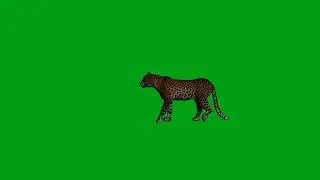 Leopard walking green screen video (3) | Copyright Free