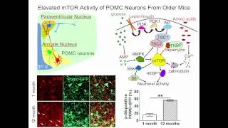 Reversing Age-Related Obesity in Mice