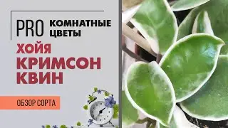 Хойя Кримсон Квин - обзор сорта | Пестролистная хойя | Восковой плющ