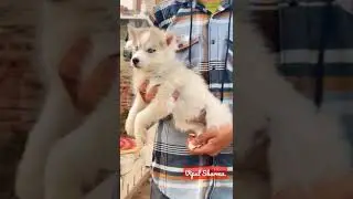 Husky pet lover #shots #tranding #dog status #short #pet lovers #comedy