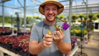 How to Propagate any Plant |Multiply Your Plants for Free!|