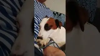 The dog falls asleep #shorts #dog #doglover #cutedog #subscribe