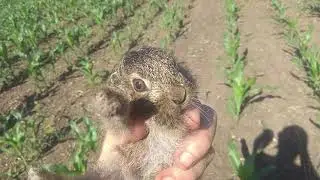 Hare caught long-eared