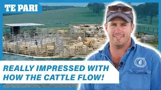 Te Pari Cattle Yards have made a HUGE difference to our operation! | Rosedale Charolais