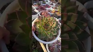 ОГРОМНАЯ ЭХЕВЕРИЯ ECHEVERIA RARE SUCCULENTS CACTUS PLANTS