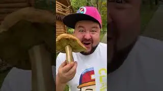 Попиттрянка - короче говоря ГРИБЫ 🍄