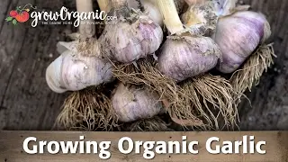 Growing Organic Garlic