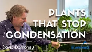 How stop condensation in the home with plants