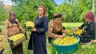 TAZE REÇEL İÇİN KAYISI TOPLADIK ~ KIŞ İÇİN KAYISI HASAT EDİLMİŞ REÇEL YAPIMI ~ KÖY EVİ