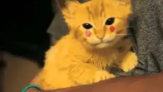 Cat Pikachu