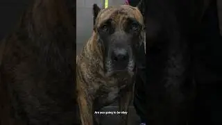 The king of gentle giants