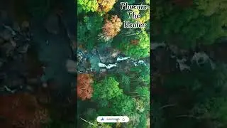 shorts nature birds sound with beautiful river drone view |  forest River | birds chirping |status